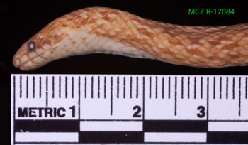 Media type: image;   Herpetology R-17084 Description: Specimen photo;  Aspect: head lateral